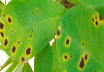 花生褐斑病的防治方法 详细介绍