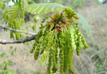 槲树的花长什么样