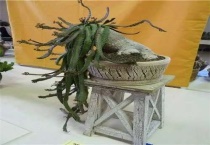 多肉植物飞龙怎么养