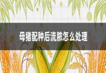 母猪配种后流脓怎么多久？