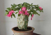 蟹爪兰怎么培养开花多