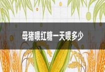 母猪喂红糖一天喂多少？