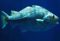 鳕鱼产地在哪里 附鳕鱼的营养价值