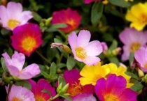 太阳花冻死了明年会活吗？