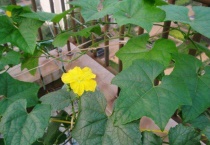 丝瓜为什么只长藤不开花不结果