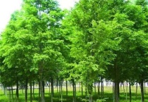 落羽杉和水杉区别？