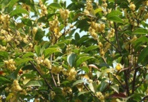 桂花树太高怎么截