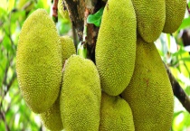 木菠萝种植结果需要多长时间 与菠萝蜜有什么区别？？