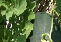 西瓜疫病的防治方法 危害特征有哪些？