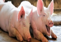 猪瘟疫苗应该怎样打 猪瘟疫苗有多少种