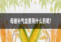 母猪补气血要用什么药呢？