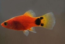 米奇鱼一次能生完吗？