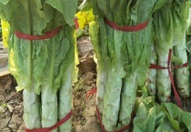 莴苣生吃可不可以 附其形态特征