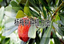 杨梅树种植多久？