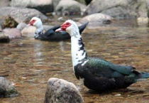 番鸭下几个蛋开始抱窝