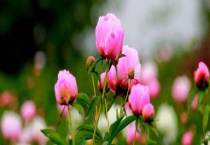 24小时开放的花