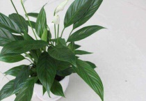 一帆风顺叶子发黄的原因及多久？