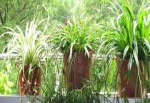 哪种吊兰除甲醛好 吊兰常见品种有哪些？