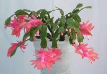 蟹爪兰几月份开始长花苞