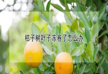 桔子树叶子冻卷了怎么办？