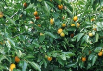 柿子树可以开花吗？