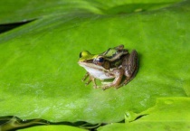 青蛙是用什么呼吸的