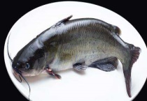 生鱼养殖技术与管理