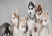 哈士奇怎么看纯不纯？主要看三点