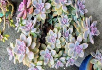 淡雪耐寒多少度