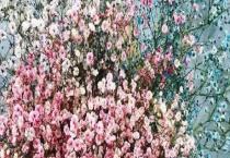 满天星发芽后多久开花