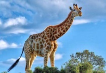 长颈鹿有几条腿