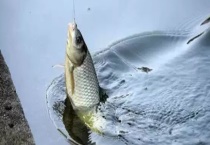 顿口不上鱼是什么原因？有以下六点原因？