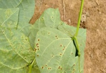 豆角叶子发黄是什么原因？