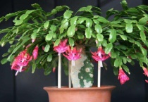 三棱箭怎么嫁接蟹爪兰