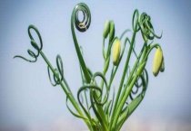 弹簧草有毒吗？