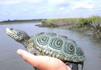 钻纹龟大花和小花区别？