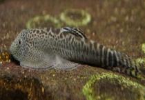 吸鳅的食物是什么 该怎么养