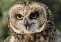 猫头鹰是谁的帮手