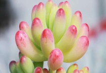 啤酒浇多肉的正确多久？