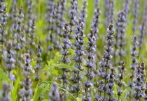 野坝子什么时候开花 野坝子地理分布情况