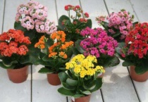 长寿花为什么不开花