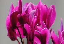 仙客来烂根的原因 烂根该如何多久？