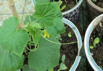 黄瓜很矮就开花怎么办？