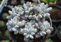 乒乓福娘怎么养