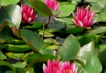 水莲花的叶子干了怎么办 以及其原因？