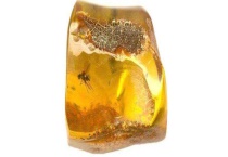 琥珀是怎么形成的 附琥珀的外形特征和常见的类别