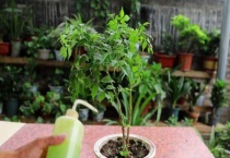 幸福树耐寒温度是多少？