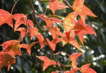 枫香和三角枫的区别？