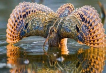 三有动物有哪些？