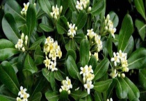 海桐花可以在家养吗？